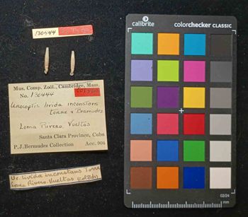Media type: image; Malacology 130444 Description: An image of specimen MCZ:Mala:130444 and its labels.;